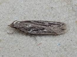 Attēlu rezultāti vaicājumam “Gelechia scotinella”