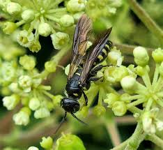Attēlu rezultāti vaicājumam “Physarum obscurum”
