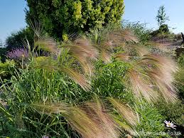 Attēlu rezultāti vaicājumam “Hordeum jubatum”