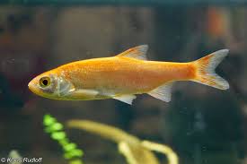 Attēlu rezultāti vaicājumam “Leuciscus idus”