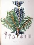 File:<b>Cephalotaxus</b> pedunculata