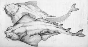 Image result for Squatina dumeril