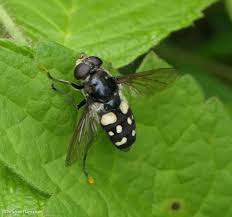 Attēlu rezultāti vaicājumam “Sericomyia sp.”