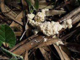 Attēlu rezultāti vaicājumam “Fuligo cinerea”