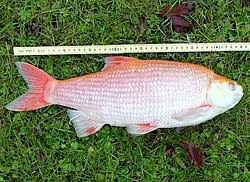 Attēlu rezultāti vaicājumam “Leuciscus idus”