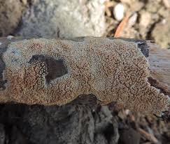 Attēlu rezultāti vaicājumam “Schizopora paradoxa”