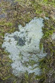 Attēlu rezultāti vaicājumam “Trapelia coarctata”