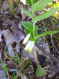 Attēlu rezultāti vaicājumam “Polygonatum odoratum flower”