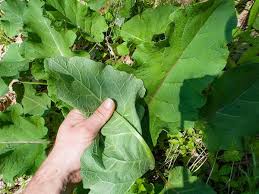 Attēlu rezultāti vaicājumam “Arctium lappa leaf”
