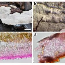 Attēlu rezultāti vaicājumam “Cystostereum murrayi”