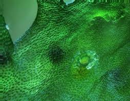 Attēlu rezultāti vaicājumam “Pseudobryum cinclidioides cells”