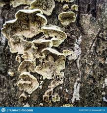 Attēlu rezultāti vaicājumam “Cerrena unicolor”