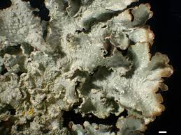 Attēlu rezultāti vaicājumam “Punctelia subrudecta”