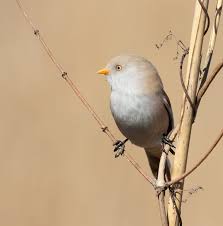 Attēlu rezultāti vaicājumam “Panurus biarmicus female”