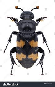 Attēlu rezultāti vaicājumam “Nicrophorus investigator imago”