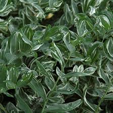 Attēlu rezultāti vaicājumam “Polygonatum multiflorum  leaf”