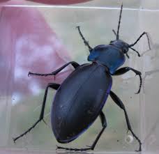 Attēlu rezultāti vaicājumam “Carabus violaceus”