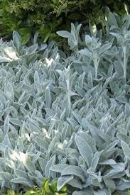 Attēlu rezultāti vaicājumam “Stachys”