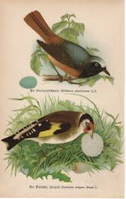 Attēlu rezultāti vaicājumam “Erithacus rubecula eggs”