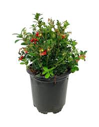 Attēlu rezultāti vaicājumam “Vaccinium vitis-idaea fruit”