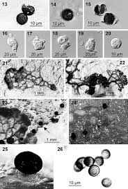 Attēlu rezultāti vaicājumam “Didymium annulisporum”