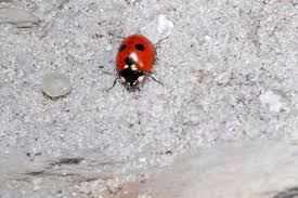 Attēlu rezultāti vaicājumam “Coccinella quinquepunctata”