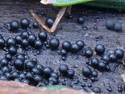 Attēlu rezultāti vaicājumam “Ruzenia spermoides”