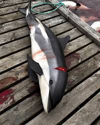 Image result for massacre golfinhos dinamarca