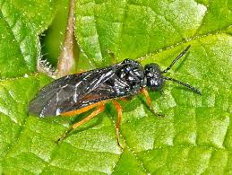 Attēlu rezultāti vaicājumam “Tenthredinidae”