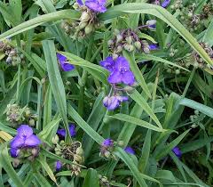 Attēlu rezultāti vaicājumam “Tradescantia virginiana”