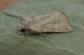 Attēlu rezultāti vaicājumam “Chortodes fluxa”