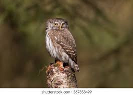 Attēlu rezultāti vaicājumam “Glaucidium passerinum”