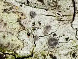 Attēlu rezultāti vaicājumam “Cliostomum corrugatum”