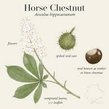 Attēlu rezultāti vaicājumam “Aesculus hippocastanum”