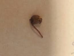 Attēlu rezultāti vaicājumam “Polytrichum commune sporophyte”