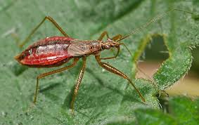 Attēlu rezultāti vaicājumam “Nabis limbatus”