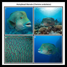 Attēlu rezultāti vaicājumam “Anogcodes melanurus”