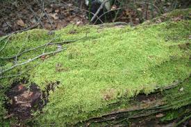 Attēlu rezultāti vaicājumam “Hypnum”