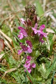 Attēlu rezultāti vaicājumam “Pedicularis palustris fruit”