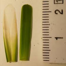 Attēlu rezultāti vaicājumam “Potamogeton compressus”