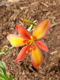 Image result for Pardancanda norrisii