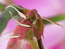 Attēlu rezultāti vaicājumam “Deilephila elpenor imago”