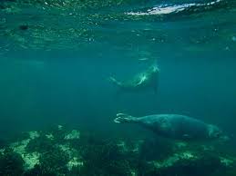 Image result for Apneists UK