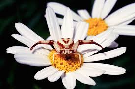 Image result for crab spider