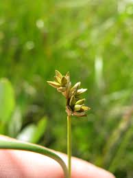 Attēlu rezultāti vaicājumam “Carex chordorrhiza leaf”
