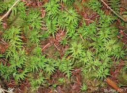 Attēlu rezultāti vaicājumam “Hylocomium splendens sporophyte”