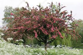Attēlu rezultāti vaicājumam “Crataegus laevigata”
