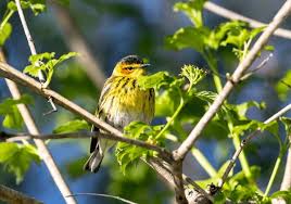 Image result for Dendroica tigrina