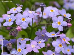 Attēlu rezultāti vaicājumam “Myosotis”