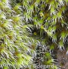 Attēlu rezultāti vaicājumam “Racomitrium heterostichum”